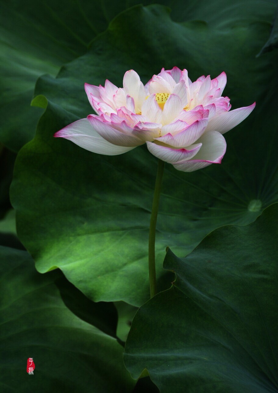 重瓣莲花我已亭亭不忧也不惧莲的心事席慕容