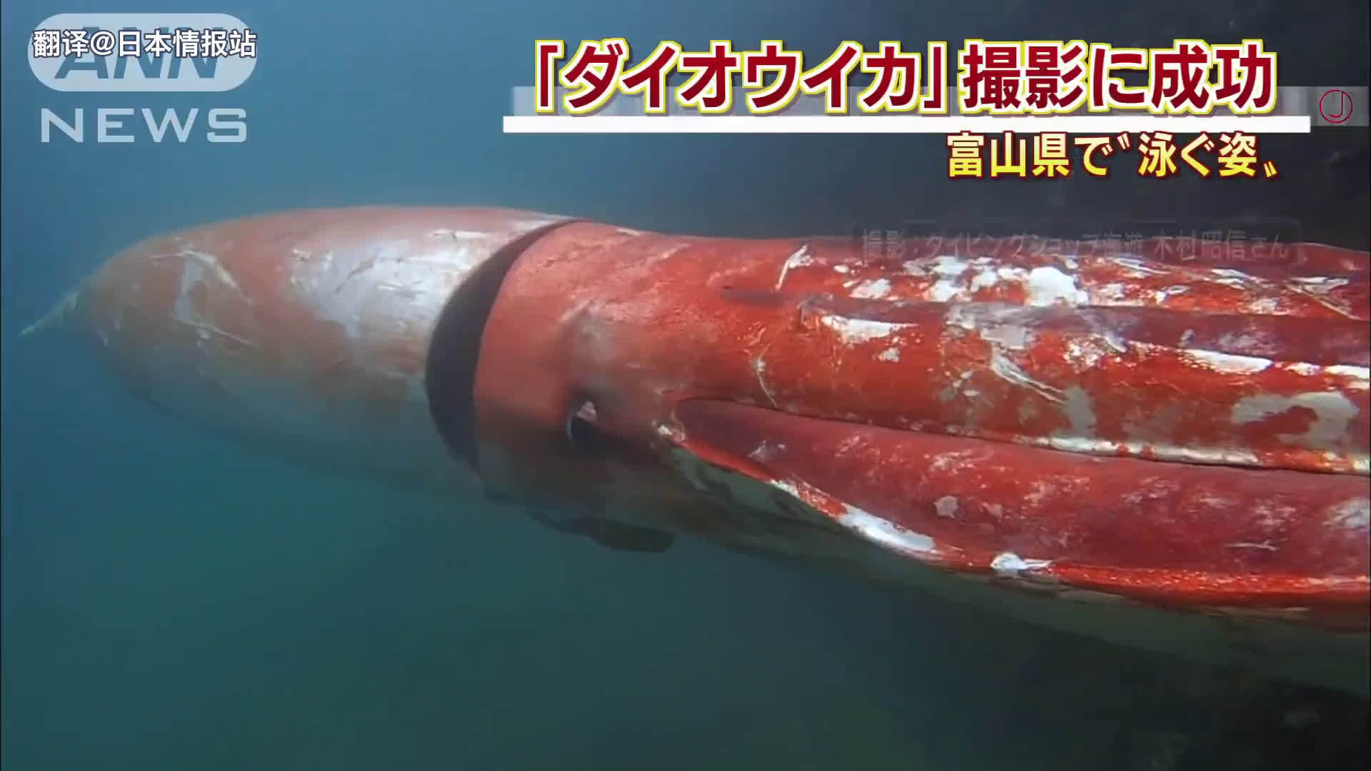 富山县发现大王乌贼,体长4米,虽然是老新闻但听说它是在富山湾迷路了