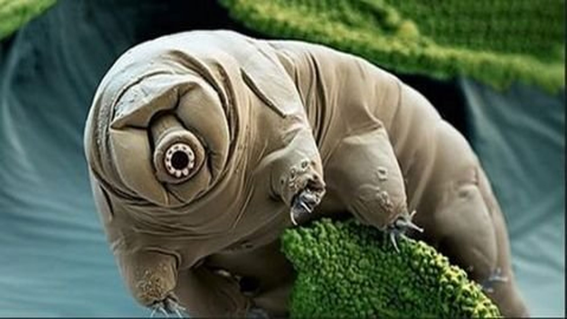 目前地球上唯一一种不死生物令人难以想象因为他无处不在