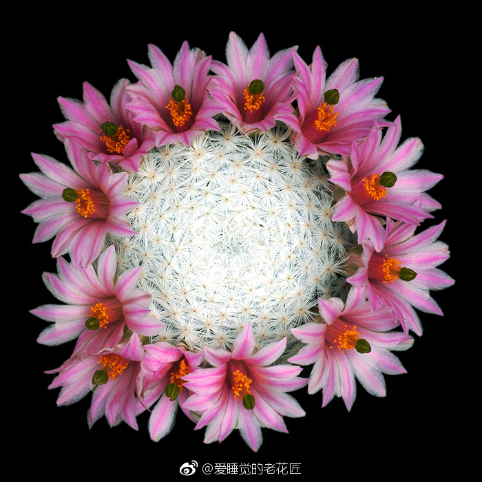 乳突球属の花儿们