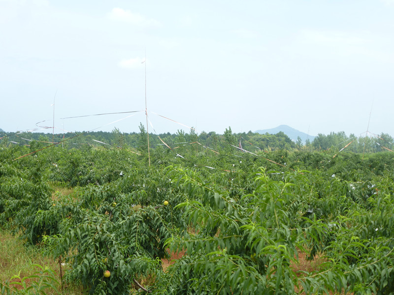 据说他们当地种植黄桃的老农介绍说一亩地约种植40棵黄桃树,一棵树