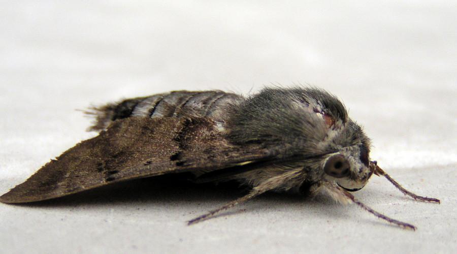 农村这种昆虫不仅会吸血原来有治疗跌打扭伤的作用