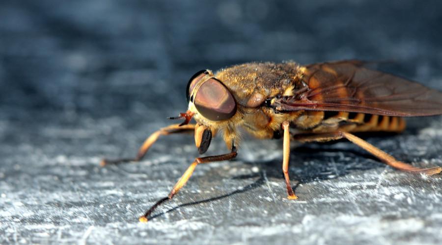 农村这种昆虫, 不仅会吸血, 原来有治疗跌打扭伤的作用|昆虫|牛虻