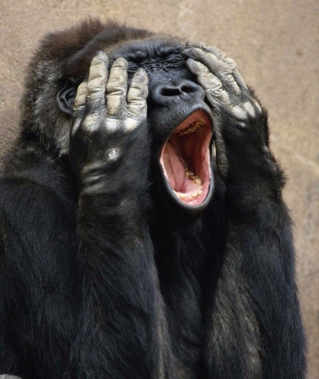 宠物界的各种惊讶|宠物界|搞笑|可爱_新浪新闻