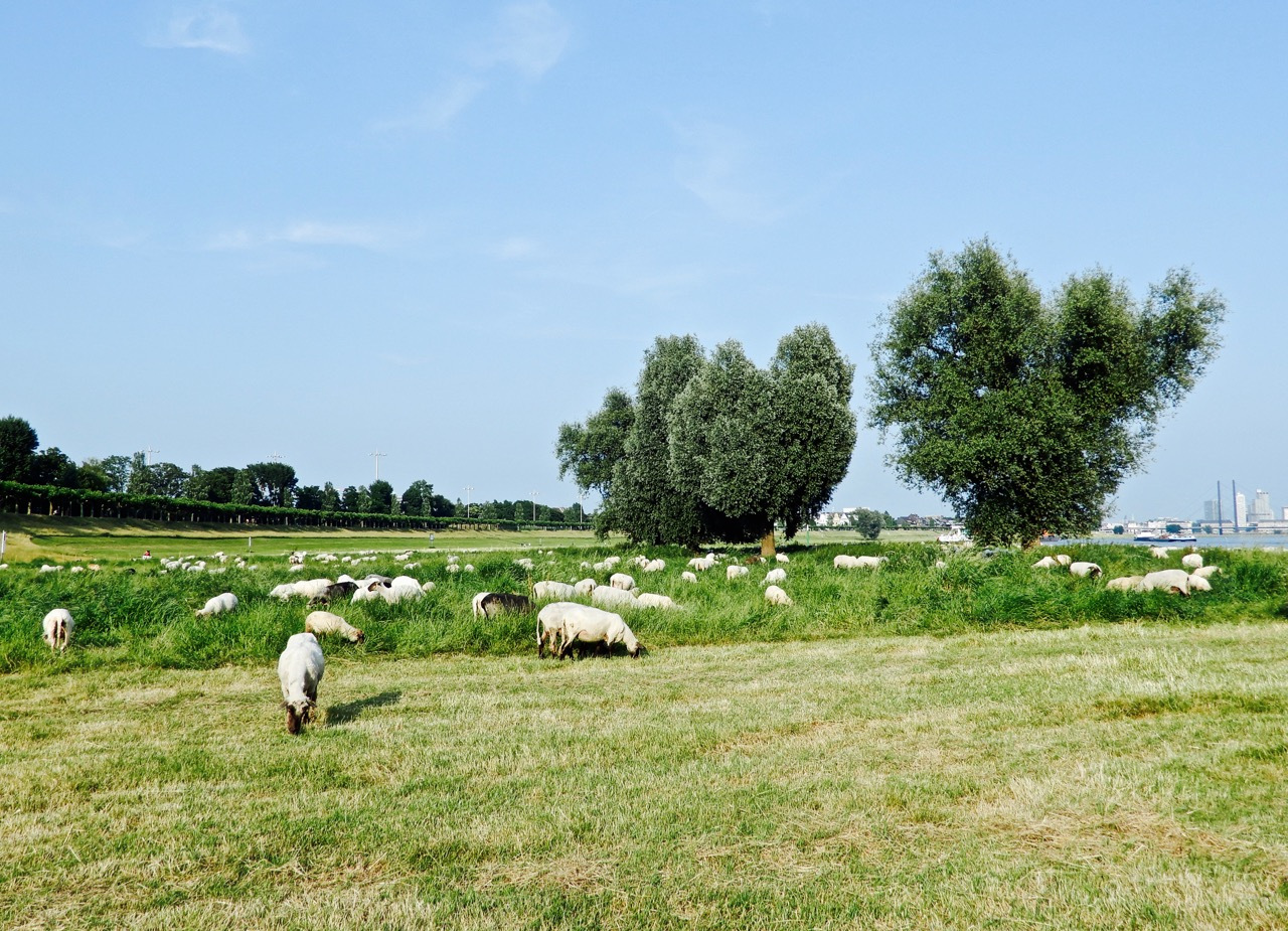 莱茵河之恋:我在河边放了三天羊
