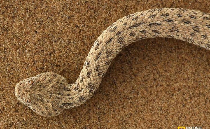 世界上最古老的沙漠, 旁边就是无垠大海, 充满生机勃勃的景象