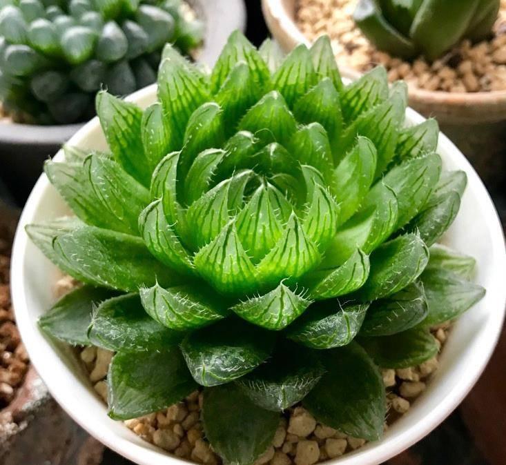 多肉植物根部发霉长毛? 不要怕, 做好防范措施