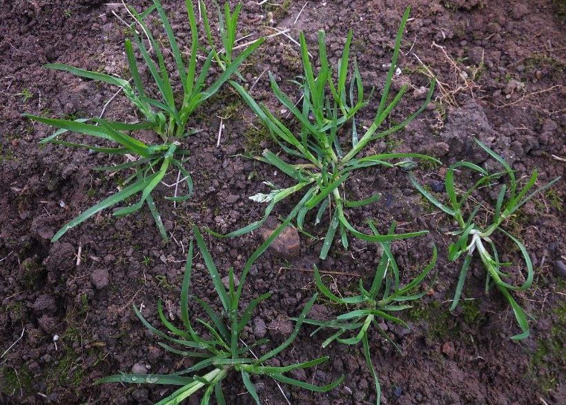 遍布农村的野草,招到农民的厌烦,还被农民称"蟋蟀草"