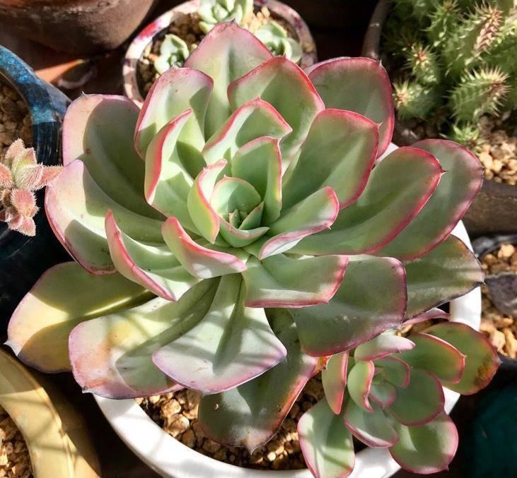 多肉植物根部发霉长毛? 不要怕, 做好防范措施