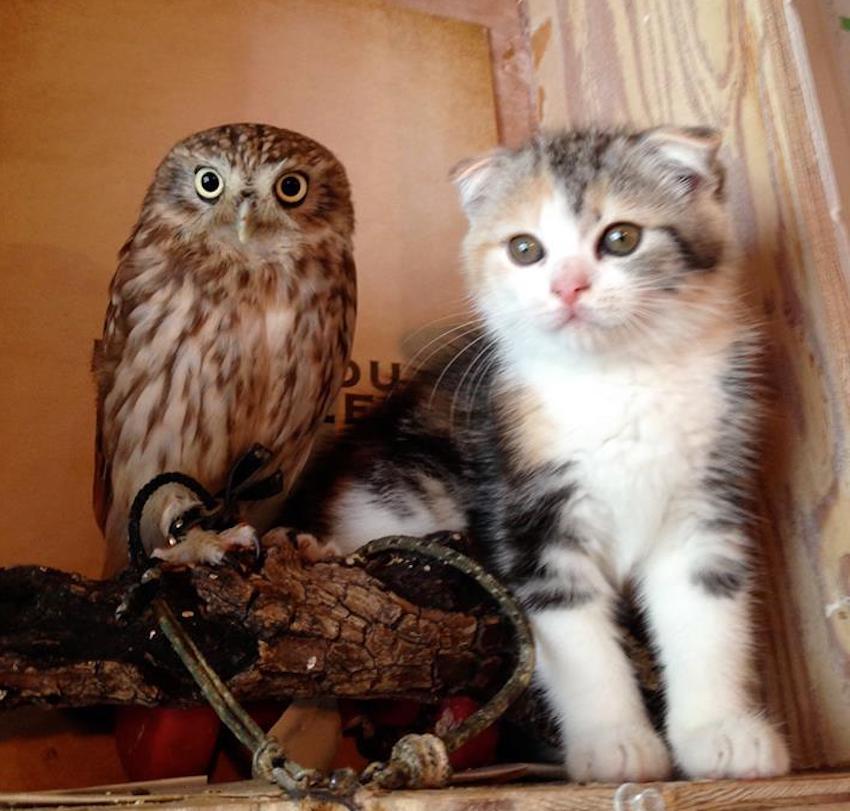 小猫和猫头鹰第一次见面他们的下一个动作太多了说不出话来