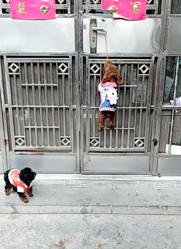 泰迪爬上铁门咬绳子,一咬门就开,一眼看完后竖起大拇指!