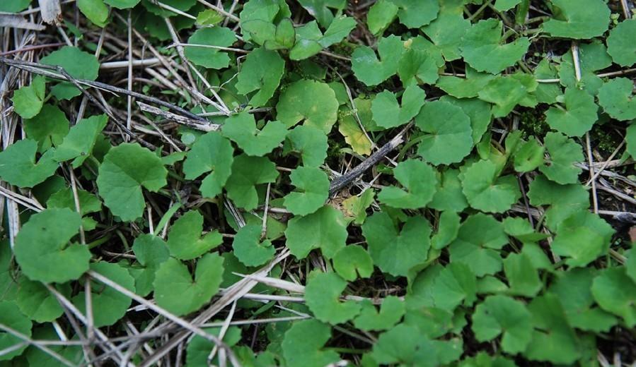 农村随处可见的野草, 捣烂煎水喝, 胃痛胃胀不再找|积雪|农村|田坎_新