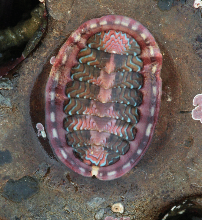 不过这石鳖天生自带电池原料也算是个宝贝了.