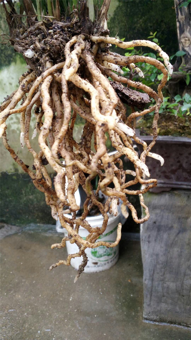 养兰花根长越多越好未必教您怎么养玉根养出双龙