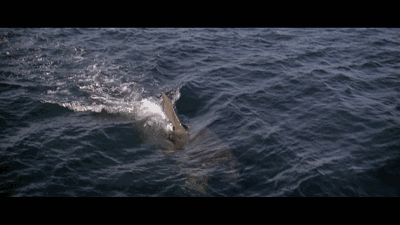 有了这部电影才有了暑期档,「巨齿鲨」都应该叫它爸爸