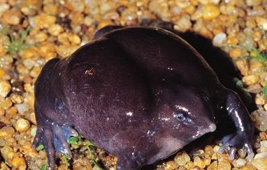 生物界十大活化石, 排名第一的生物5亿年前停止了进化