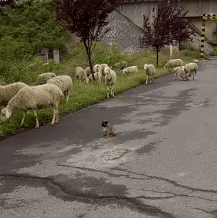 虽说体型不够,但这气势管够:说谁小呢,人家真的超凶der哦