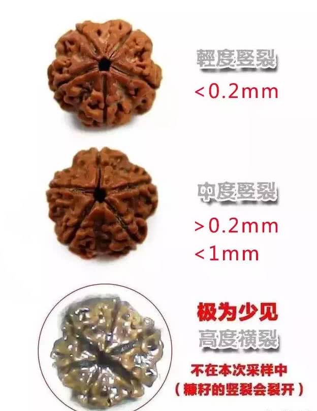 春季金刚菩提"忽必裂"!到底应该怎样保养盘玩?