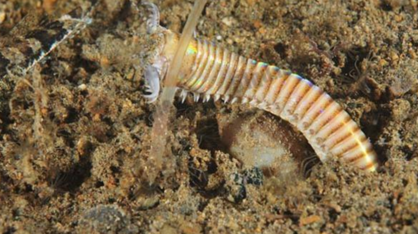 这是什么可怕的虫子是海洋生物的噩梦被它咬一口立马翘辫子