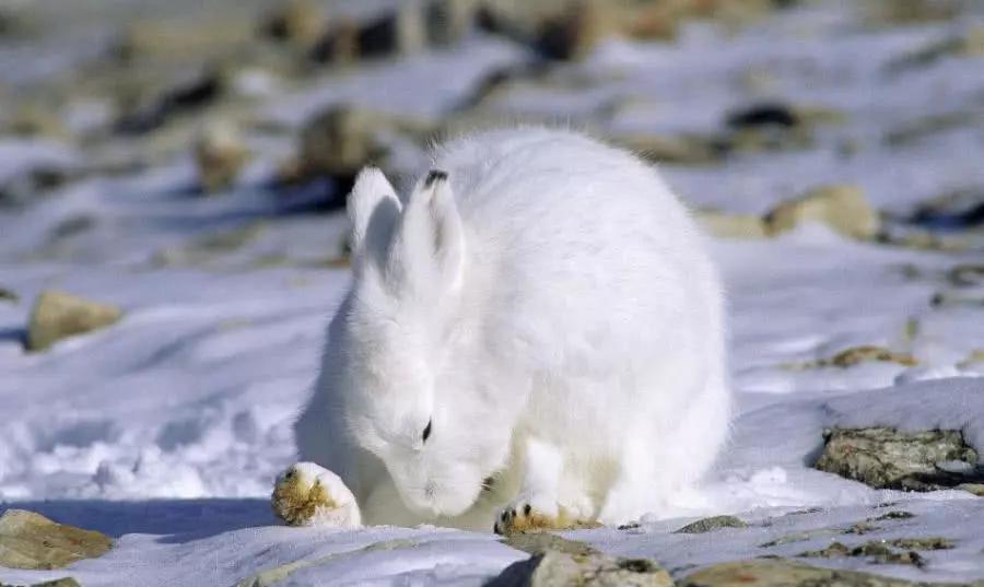 会变色的兔子,全身绒毛像雪球,可一站起来形象全毁