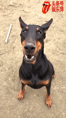 杜宾犬跳的不高,但是它跳的美啊