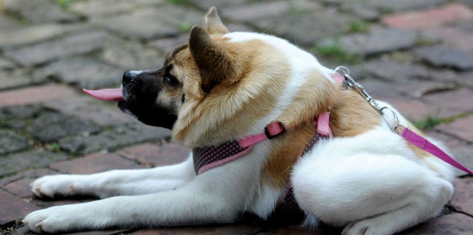 美国的半身狗,因为患有先天疾病缺少了脊柱,所以看起来是畸形的.