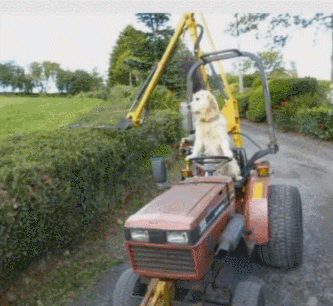 狗:不会开拖拉机的汪不是一个好厨子