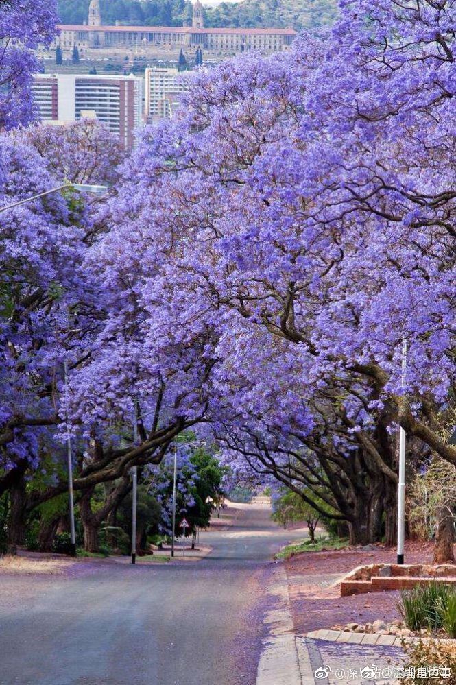 超梦幻!深圳红岗公园将打造蓝花楹特色主题公园