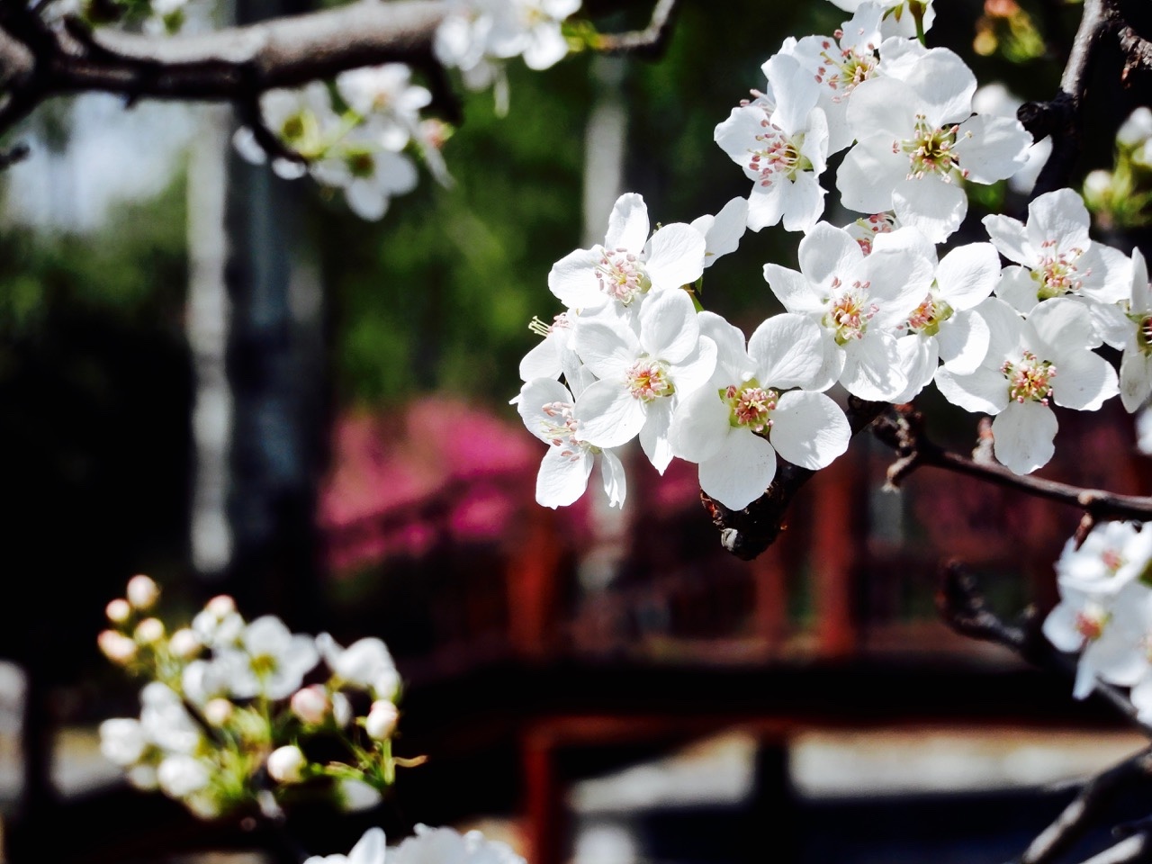 瑟图| 梨花颂,踏春圆明园