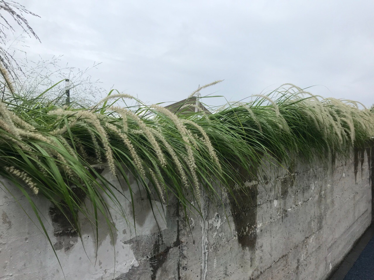 大布尼狼尾草,给你什么感觉