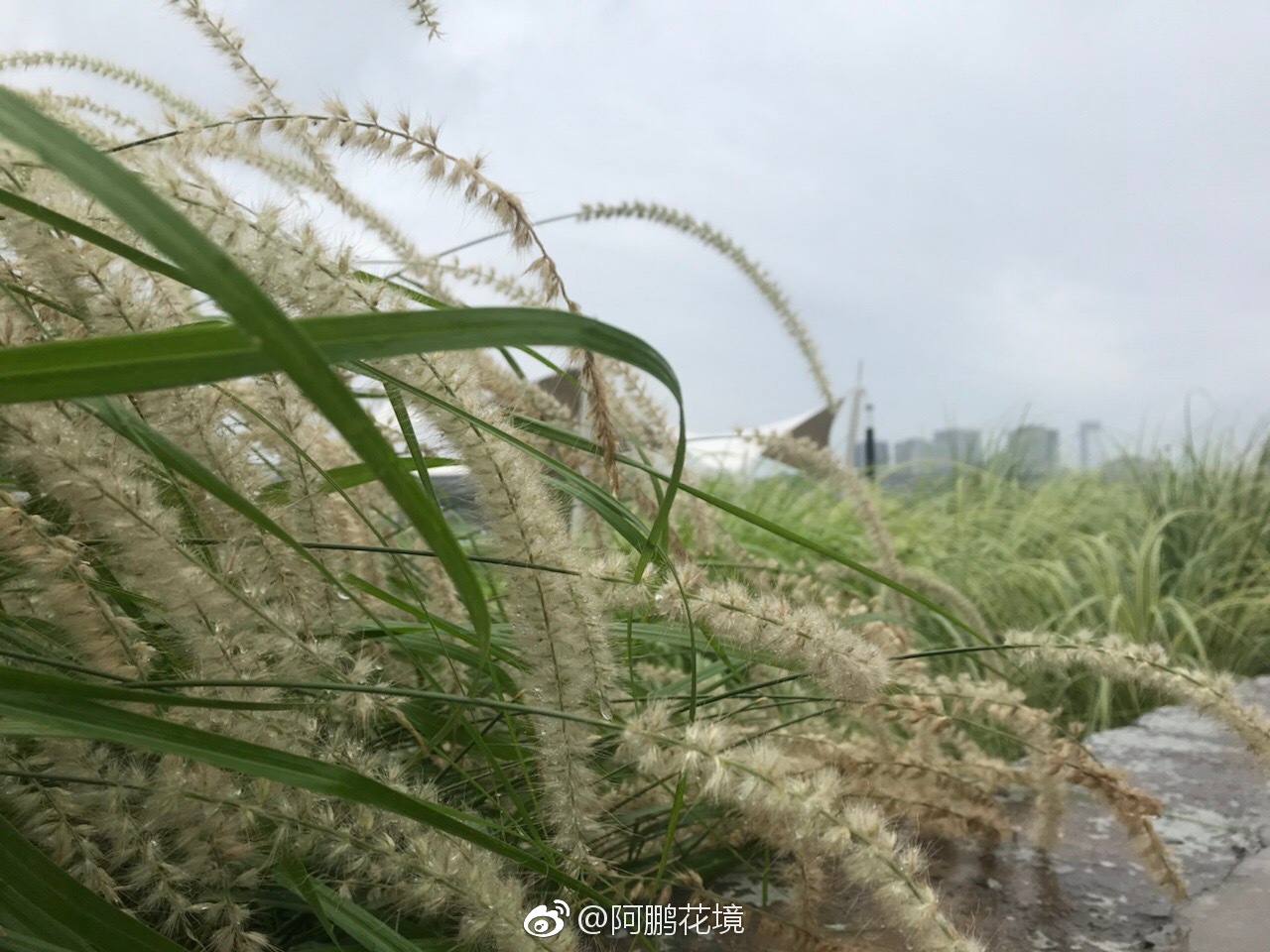 大布尼狼尾草,给你什么感觉