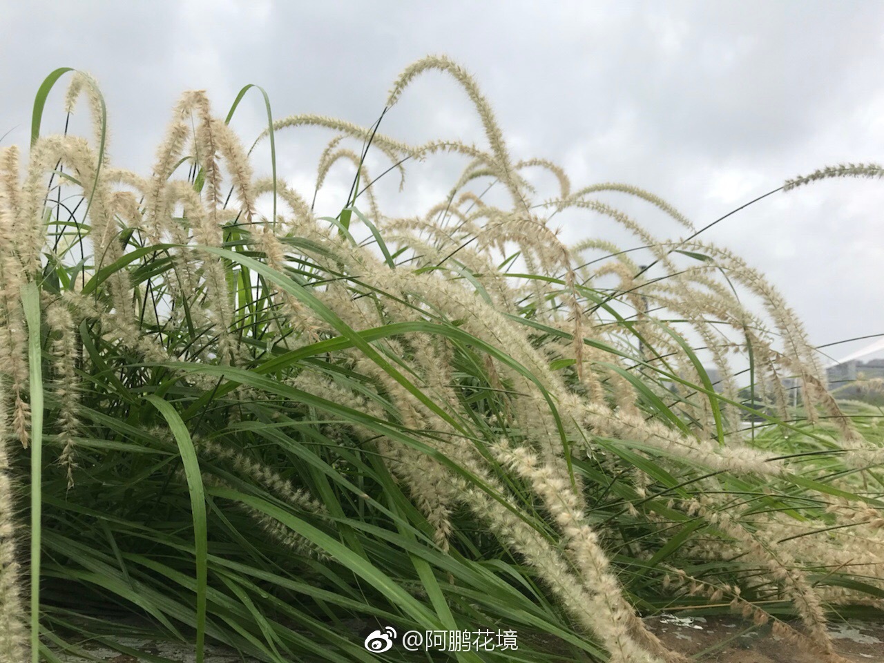 大布尼狼尾草,给你什么感觉