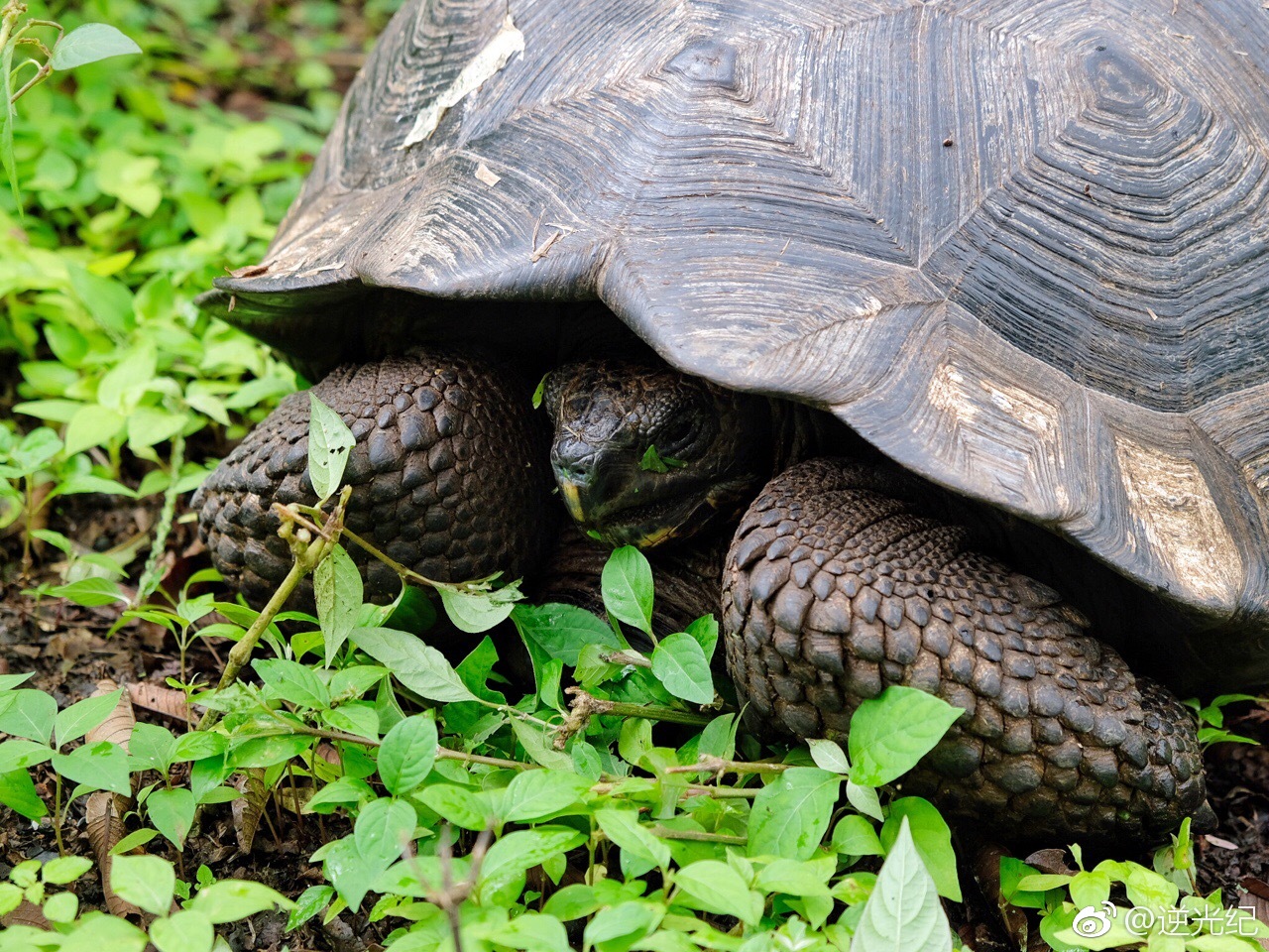 在保育中心看到baby象龟