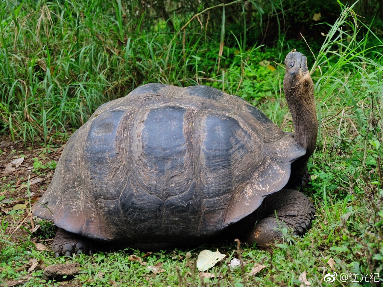 在保育中心看到baby象龟