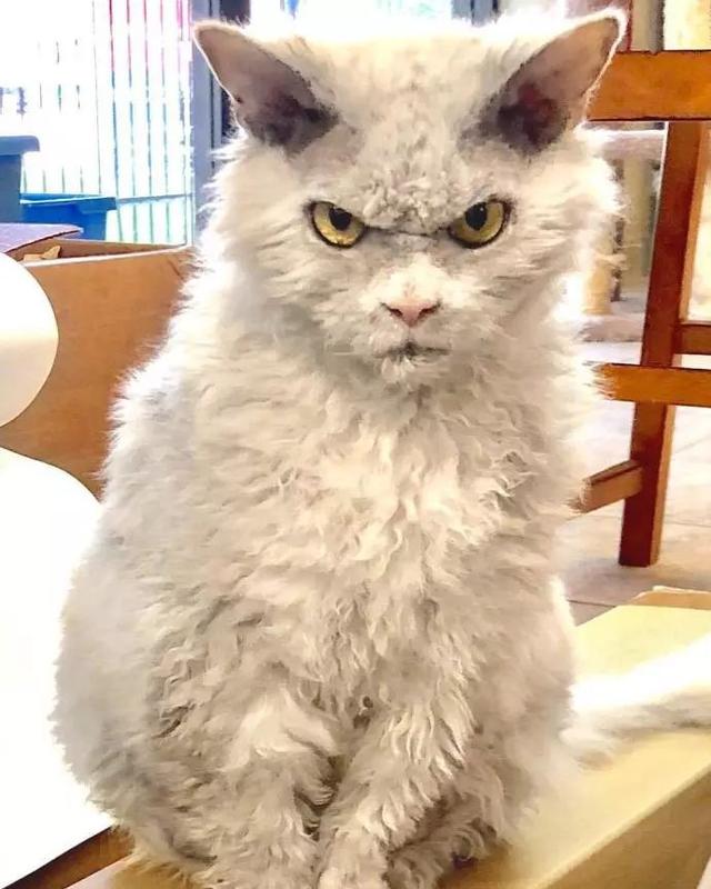 猫咪的表情太生气,像被欠几百万似的,眼神太犀利了
