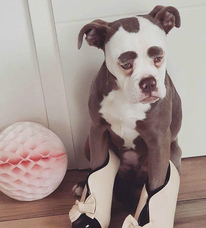 这只小狗天生倒霉相,无论什么时候看都愁眉苦脸的