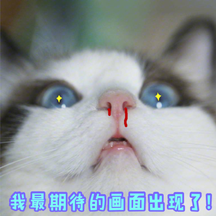 猫咪表情包262:生气/怒了!我投降!怂成一团…荡秋千