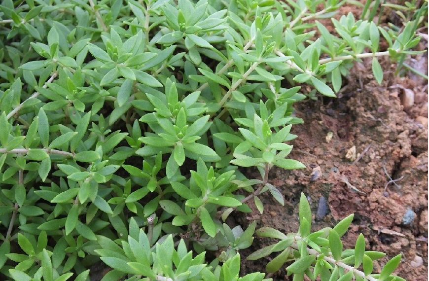 这个草可是个宝,治肿瘤,肝炎,脓肿等多种疾病|肝炎|垂盆草|草药_新浪