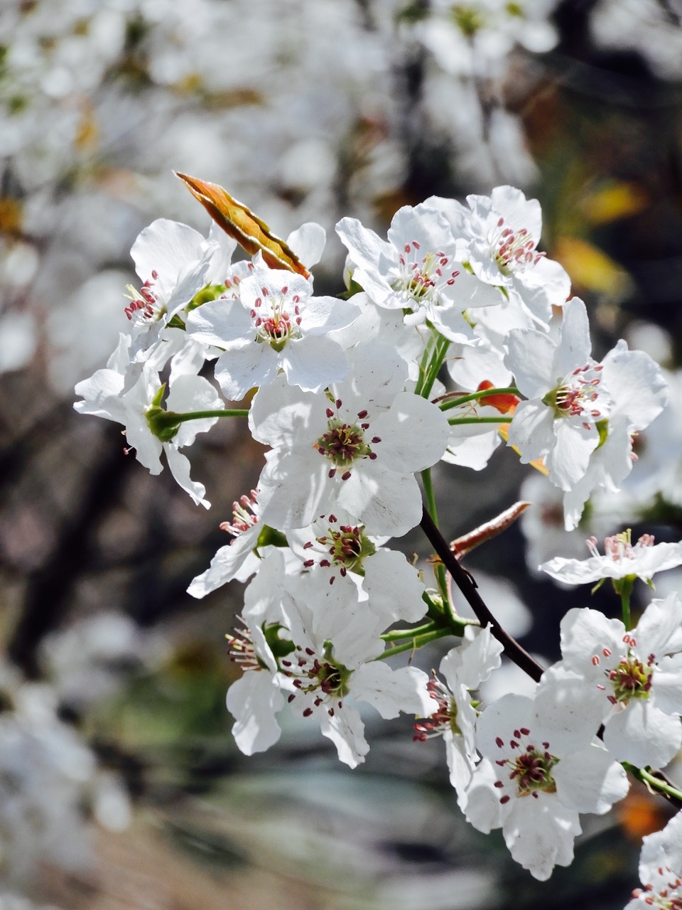 一组梨花图,摄影:追风景的人