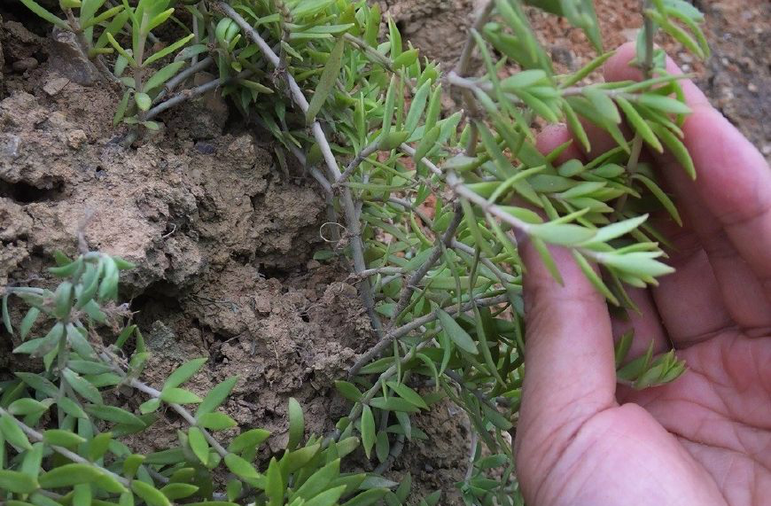 这个野草你见过吗?他叫垂盆草,又叫狗牙草,瓜子草,石指甲等.