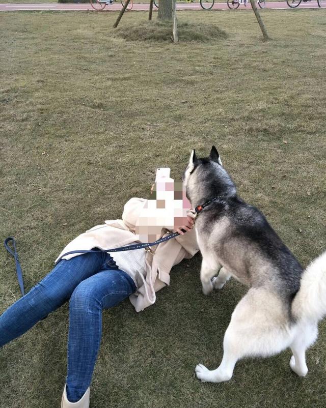 爱吃醋哈士奇不让女主人谈恋爱,自己却在外面找小金毛当老婆!