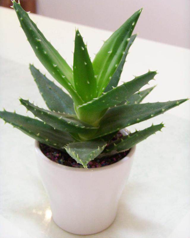 芦荟这样养,一棵长十棵,小苗不断冒,不出半年就爆盆!