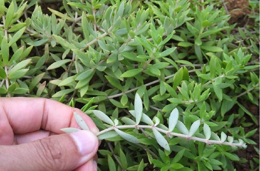 这个野草你见过吗?他叫垂盆草,又叫狗牙草,瓜子草,石指甲等.