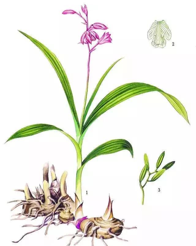 中药白芨的故事|老农|草药|白芨|皇帝|将官_新浪新闻