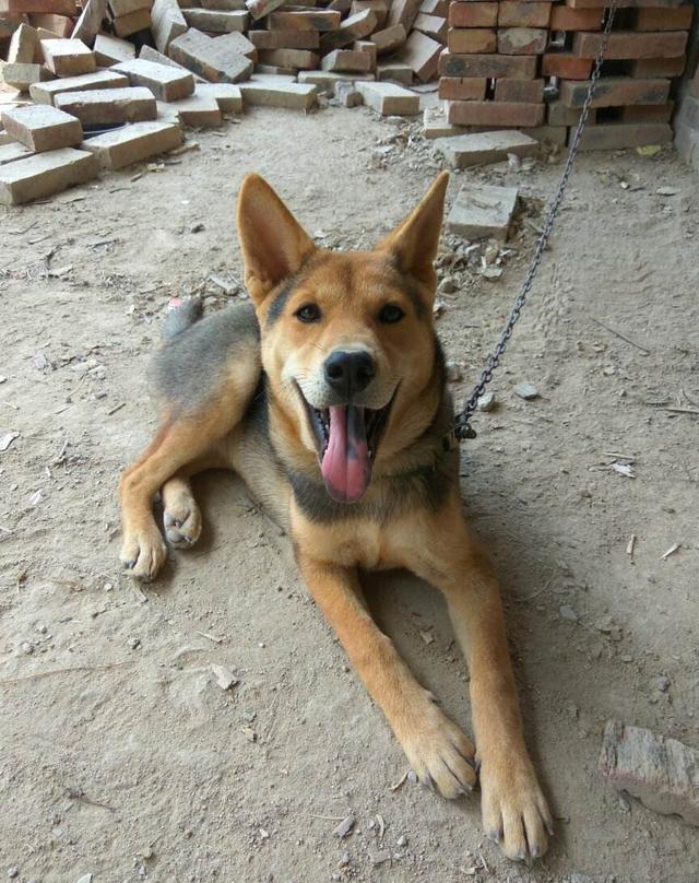 为什么即将要死的老土狗,都会离家出走?