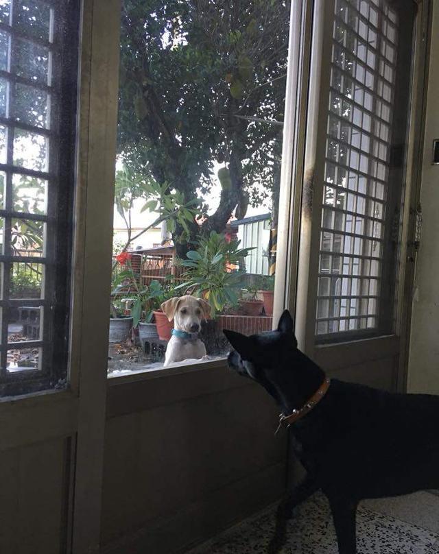 家门外站着一只流浪狗,它渴望有家的受伤表情让人不忍直视