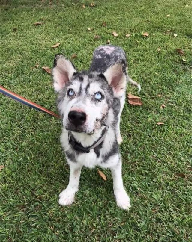 因病被抛弃在路边的哈士奇,它的眼神令人心碎