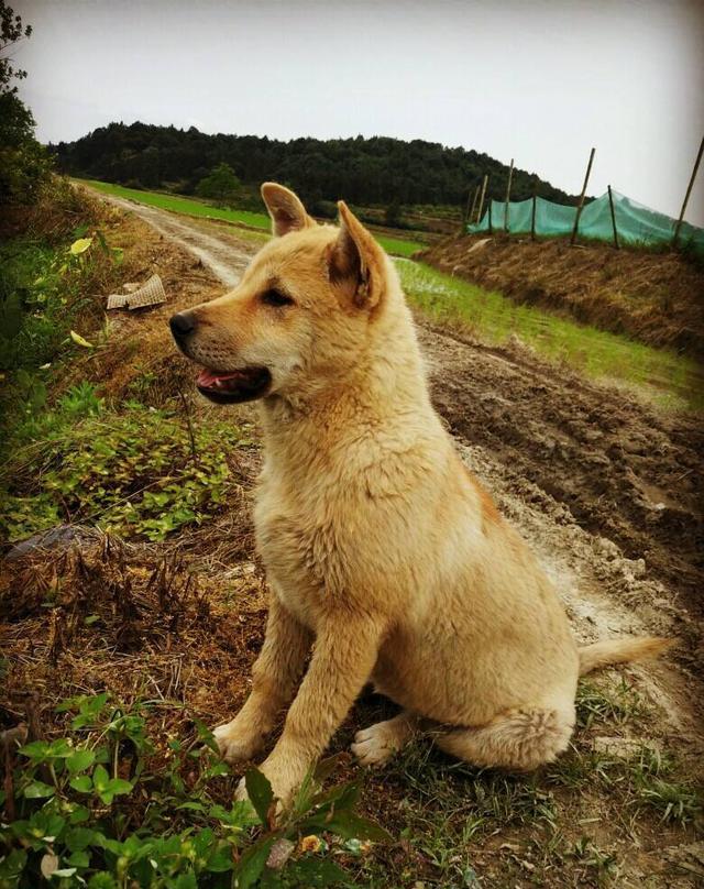 被农村土狗追到掉坑里,土狗也应该栓上链子吧!