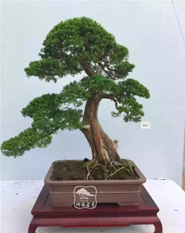 柏树盆景精品欣赏吴风越韵一首首生命的交响乐章