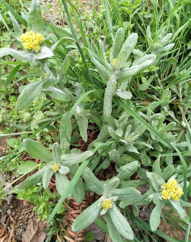 采摘来清明菜(粑粑花).烙锅中烙好的清明粑(毛香粑).